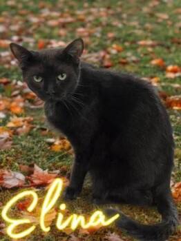 Rescue Domestic Short Hair Cats for Adoption in Jim Thorpe, Pennsylvania - Elina | PetCurious