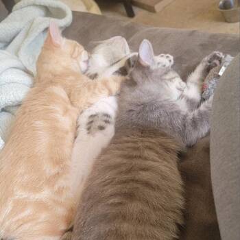 Domestic Short Hair Cats Available for Adoption in Peoria, Illinois - Lola | PetCurious