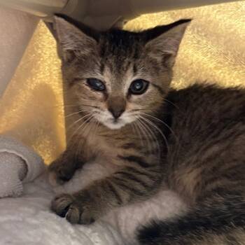 Squints -  Domestic Short Hair Cat for Adoption in York, Pennsylvania - Squints | PetCurious