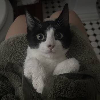 Rescue Domestic Short Hair Cats for Adoption in Chicago, Illinois - Hickory | PetCurious