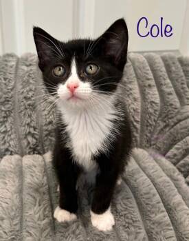 Tuxedo Cats Available for Adoption in Dixon, California - Cole  | PetCurious