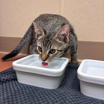 Domestic Short Hair Cats Available for Adoption in Goleta, California - Rikki Tikki Tavi | PetCurious