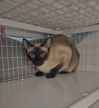 Siamese Cats Available for Adoption in Melbourne, Florida - Lucky | PetCurious
