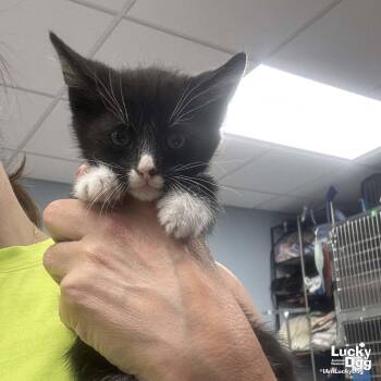 Domestic Short Hair Cats Available for Adoption in Washington, District Of Columbia - Boon | PetCurious