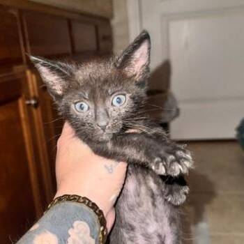 Onyx "Elkie" Carlsbad -  Domestic Short Hair Cat for Adoption in Denver, Colorado - Onyx "Elkie" Carlsbad | PetCurious