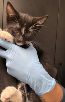 Domestic Short Hair Cats Available for Adoption in San Bernardino, California - GRETCHEN | PetCurious