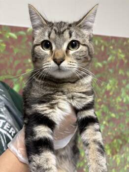 Domestic Short Hair Cats Available for Adoption in San Antonio, Texas - MARKLE | PetCurious