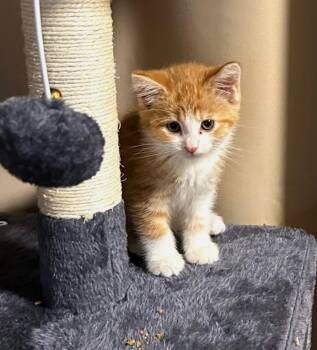 Rescue Tabby Cats for Adoption in Ypsilanti, Michigan - Ghost | PetCurious