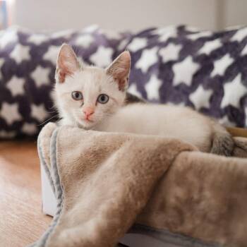 Elsa -  Domestic Short Hair Cat for Adoption in Dallas, Texas - Elsa | PetCurious