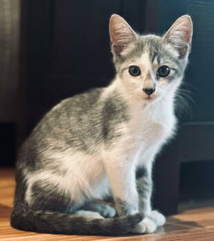 Rescue Domestic Medium Hair Cats for Adoption in Montgomery, Texas - Charlie Chaplin | PetCurious