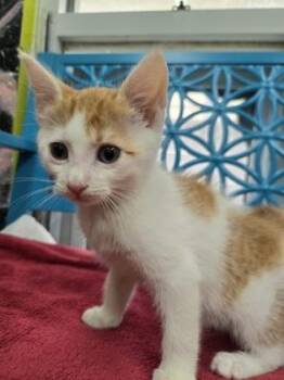 Nat -  Domestic Short Hair Cat for Adoption in Savannah, Georgia - Nat | PetCurious