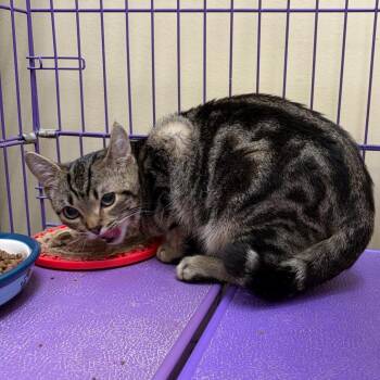 Parker -  Domestic Short Hair Cat for Adoption in Bedford, New Hampshire - Parker | PetCurious