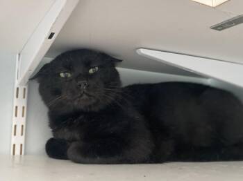 Rescue Domestic Short Hair Cats for Adoption in Salisbury, Massachusetts - Wedson | PetCurious