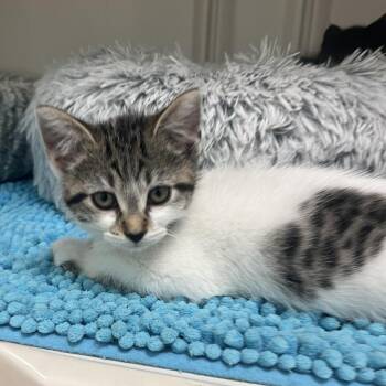 Keeley Jones -  Domestic Medium Hair Cat Available for Adoption in Greensboro, Georgia - Keeley Jones | PetCurious