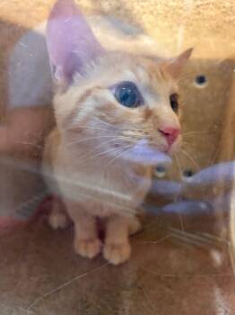 Domestic Short Hair Cats Available for Adoption in Douglasville, Georgia - Ashanti | PetCurious