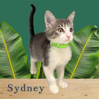 Domestic Short Hair Cats Available for Adoption in Visalia, California - SYDNEY | PetCurious