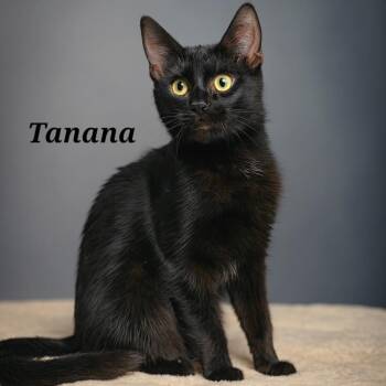 Rescue Domestic Medium Hair Cats for Adoption in Quincy, Ohio - Tanana | PetCurious