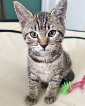 Soba (bonded with Shuka) -  Domestic Short Hair Cat for Adoption in San Francisco, California - Soba (bonded With Shuka) | PetCurious