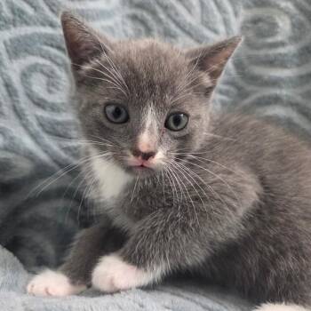 Brian -  Domestic Short Hair Cat Available for Adoption in Brea, California - Brian | PetCurious