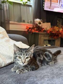 Rescue Domestic Short Hair Cats for Adoption in West Mifflin, Pennsylvania - Andy | PetCurious