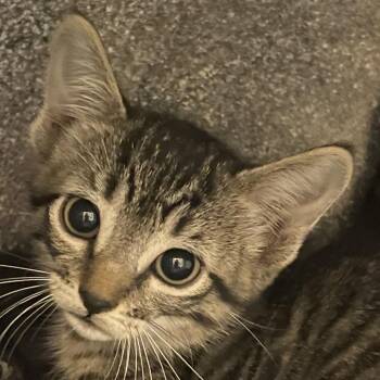 Saffron -  Domestic Short Hair Cat for Adoption in Norman, Oklahoma - Saffron | PetCurious