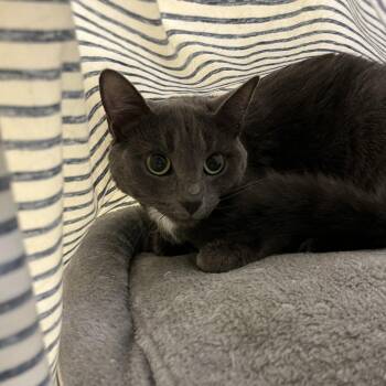 Smudge -  Domestic Short Hair Cat for Adoption in Bedford, New Hampshire - Smudge | PetCurious