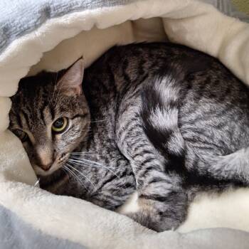 Rescue Domestic Short Hair Cats for Adoption in Attica, New York - Gretchen | PetCurious