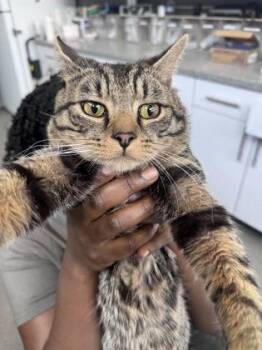 Gemini -  Domestic Short Hair Cat for Adoption in West Chester, Pennsylvania - Gemini | PetCurious