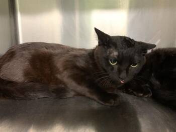 Domestic Short Hair Cats Available for Adoption in Grand Prairie, Texas - NOE | PetCurious