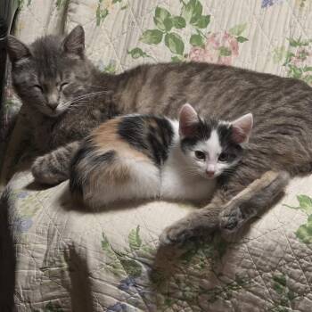 Selena -  Domestic Short Hair Cat for Adoption in Buffalo, Minnesota - Selena | PetCurious