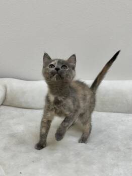 Duchess -  Domestic Medium Hair Cat for Adoption in Newberg, Oregon - Duchess | PetCurious