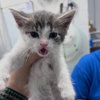 Poseidon -  Domestic Short Hair Cat for Adoption in Jeffersonville, Indiana - Poseidon | PetCurious