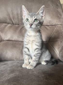 Johnny -  Domestic Short Hair Cat for Adoption in Rochester, Indiana - Johnny | PetCurious