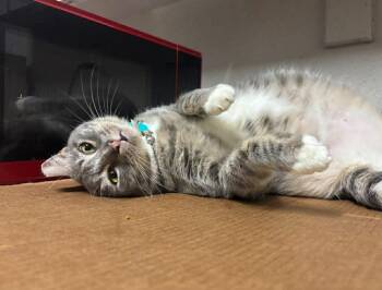 Domestic Short Hair Cats Available for Adoption in Houston, Texas - Bonita  | PetCurious