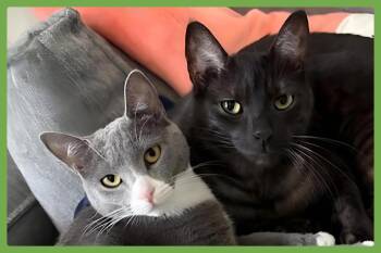 Dory and Jack -  Domestic Short Hair Cat for Adoption in Amherst, Massachusetts - Dory And Jack | PetCurious