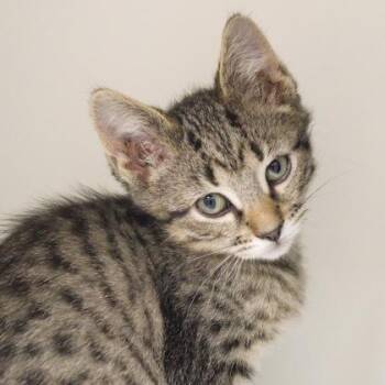 Morry -  Domestic Short Hair Cat for Adoption in Verona, Wisconsin - Morry | PetCurious
