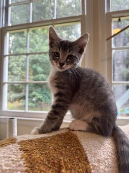 Butterfly -  Domestic Short Hair Cat for Adoption in Stockbridge, Georgia - Butterfly | PetCurious