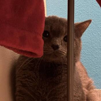Domestic Short Hair Cats Available for Adoption in Fort Collins, Colorado - Kapp