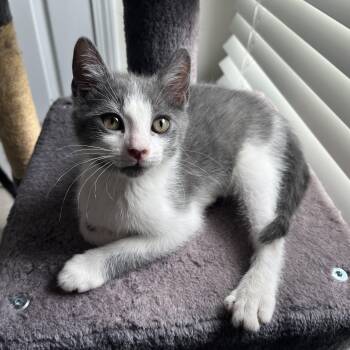 Macchiato -  Tuxedo and Domestic Short Hair Cat for Adoption in Duluth, Georgia - Macchiato | PetCurious