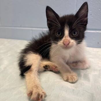 Chaz -  Domestic Short Hair Cat Available for Adoption in Valley, Alabama - Chaz | PetCurious
