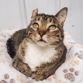 Mama -  Domestic Short Hair Cat for Adoption in Marseilles, Illinois - Mama | PetCurious