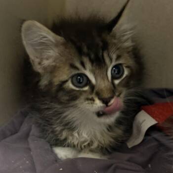 Travis -  Domestic Medium Hair Cat for Adoption in Fresno, California - Travis | PetCurious