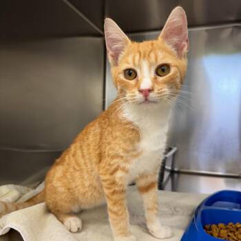 Ron -  Domestic Short Hair Cat for Adoption in Auburn, Alabama - Ron | PetCurious