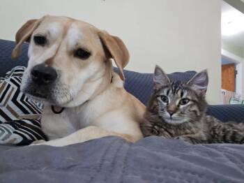 Domestic Long Hair Cats Available for Adoption in Pawtucket, Rhode Island - Cici | PetCurious