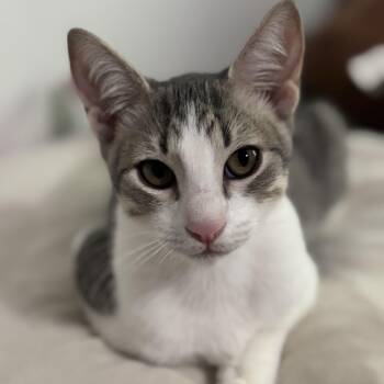 Rescue Domestic Short Hair Cats for Adoption in Sugar Land, Texas - Menace | PetCurious