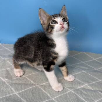 Ren -  Domestic Short Hair Cat for Adoption in San Antonio, Texas - Ren | PetCurious
