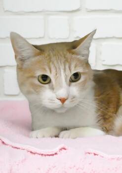 Domestic Short Hair Cats Available for Adoption in Pasadena, California - FEATHER | PetCurious