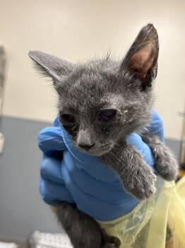 Domestic Short Hair Cats Available for Adoption in Las Vegas, Nevada - CHOW MEIN | PetCurious