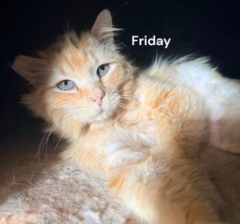Friday -  Domestic Long Hair Cat for Adoption in Weems, Virginia - Friday | PetCurious