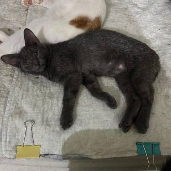Howler -  Domestic Short Hair Cat for Adoption in Greenfield, Indiana - Howler | PetCurious